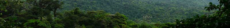 tropical rainforest, jungle image