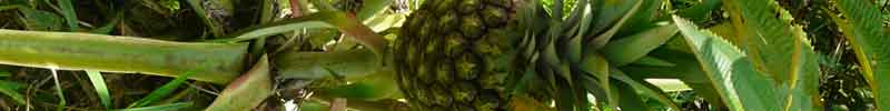 pineapple image
