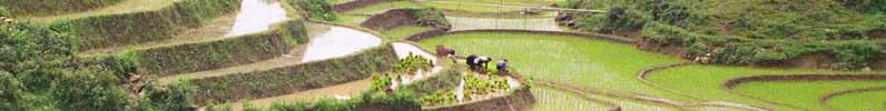 IB Geography rice farming & terracing