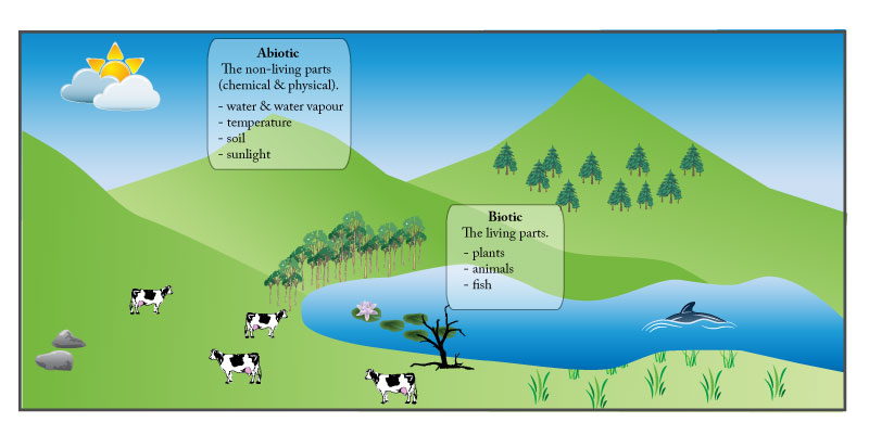 A Forest Of Biotic And Abiotic Pictures 109