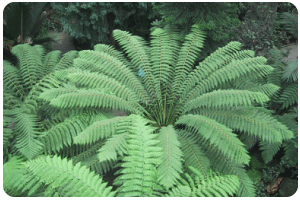 rainforest fern