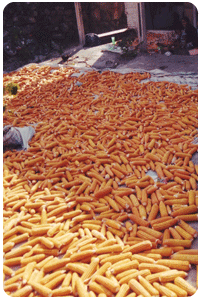 maize production