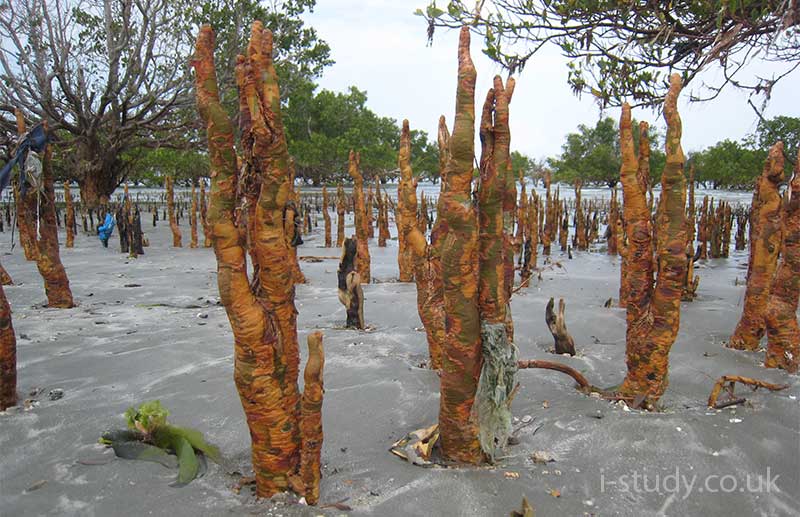 mangrove roots