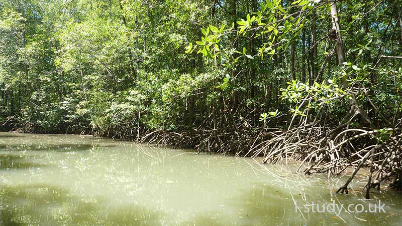 mangroves