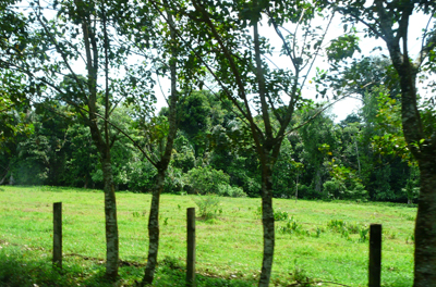 rainforest clearance