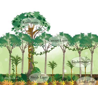 igcse geography climate, vegetation and ecosystems