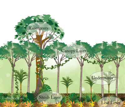Igcse Geography Climate Vegetation And Ecosystems