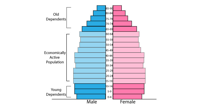 Developed country population pyramid