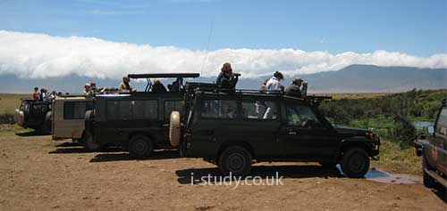 safari jeeps