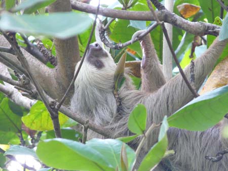 Costa_Rican_sloth