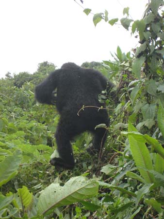 Rwandan_gorilla