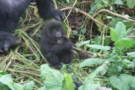 Rwandan_gorilla04