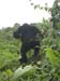 Rwandan_gorilla