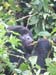 Rwandan_gorilla02
