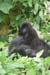 Rwandan_gorilla03