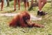 Sumatran_orangutan